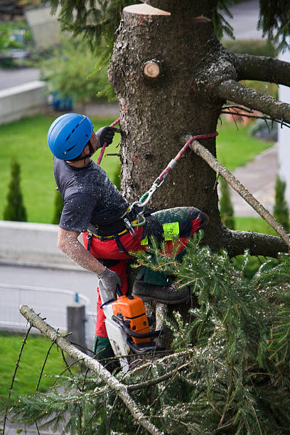 How Our Tree Care Process Works  in  Whittier, CA