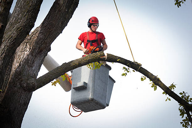 Reliable Whittier, CA Tree Services Solutions